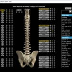EZBIS Office EMR Software EHR and Practice Management Software